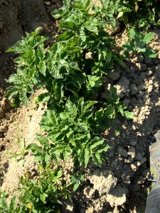 Solanum tuberosum Blaue Hindelbank