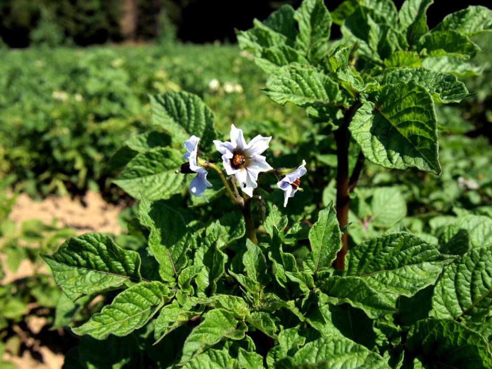 Solanum tuberosum Peruanische Blaue (03)