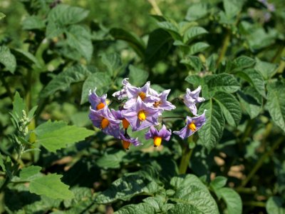 Solanum tuberosum Blue Bell (03)