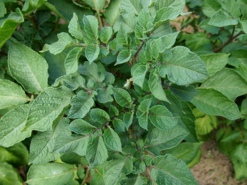 Solanum tuberosum Cheyenne (03)