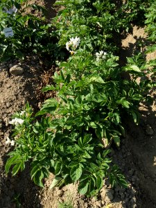 Solanum tuberosum Red Britain
