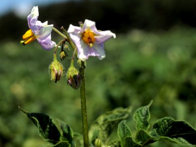 Solanum tuberosum Reichskanzler (05)