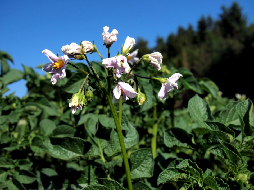 Solanum tuberosum Bojar (05)