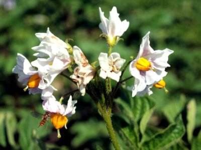 Solanum tuberosum Red Britain (04)