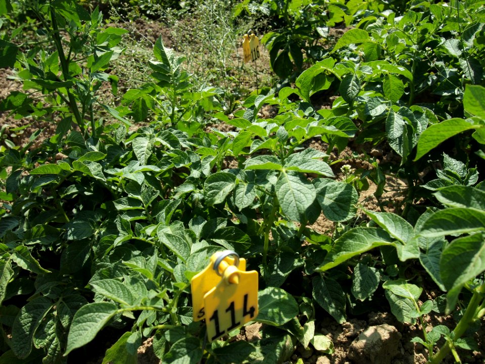 Solanum tuberosum Linzer Stärke (03)