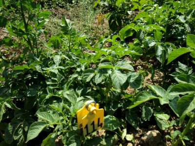 Solanum tuberosum Linzer Stärke (03)