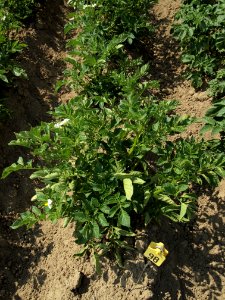 Solanum tuberosum Barbara