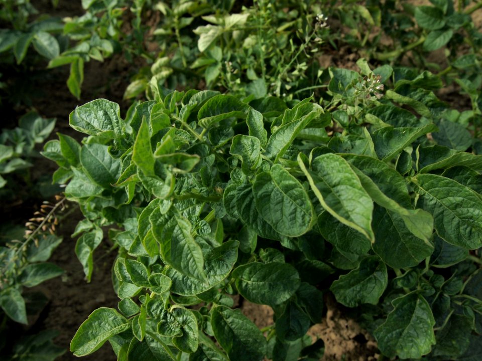 Solanum tuberosum Flava