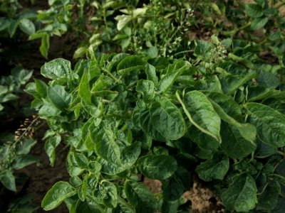 Solanum tuberosum Flava