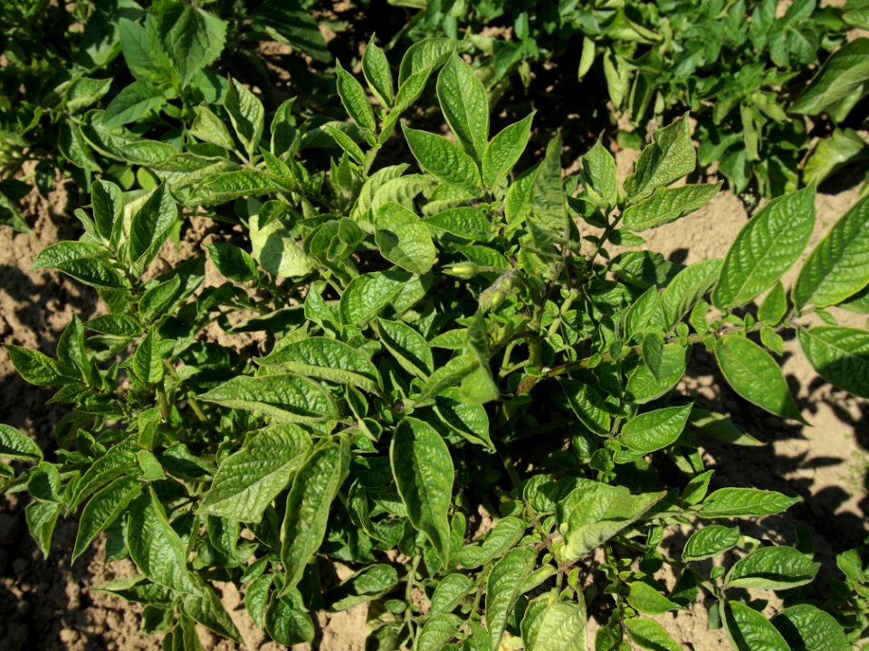 Solanum tuberosum Fenton (03)