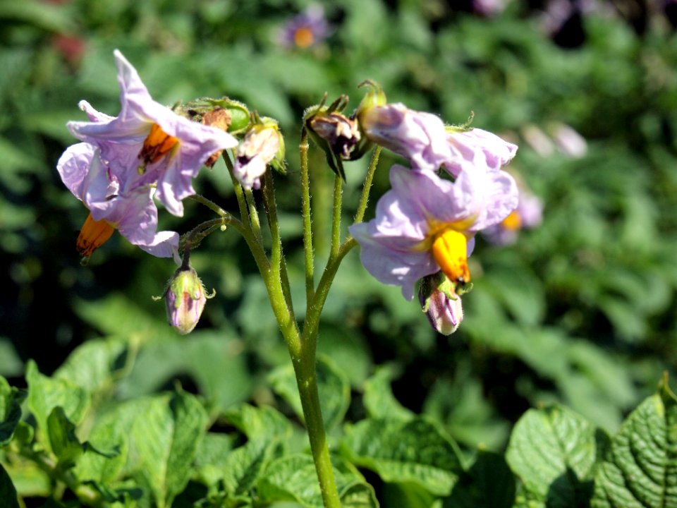 Solanum tuberosum Kum Jung (04)