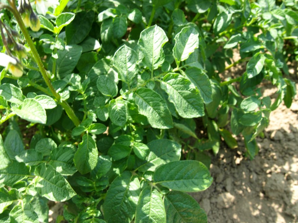 Solanum tuberosum Puikula (02)
