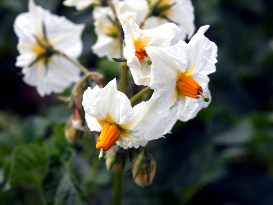 Solanum tuberosum Hansa (03)