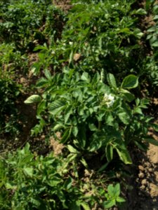 Solanum tuberosum Jam