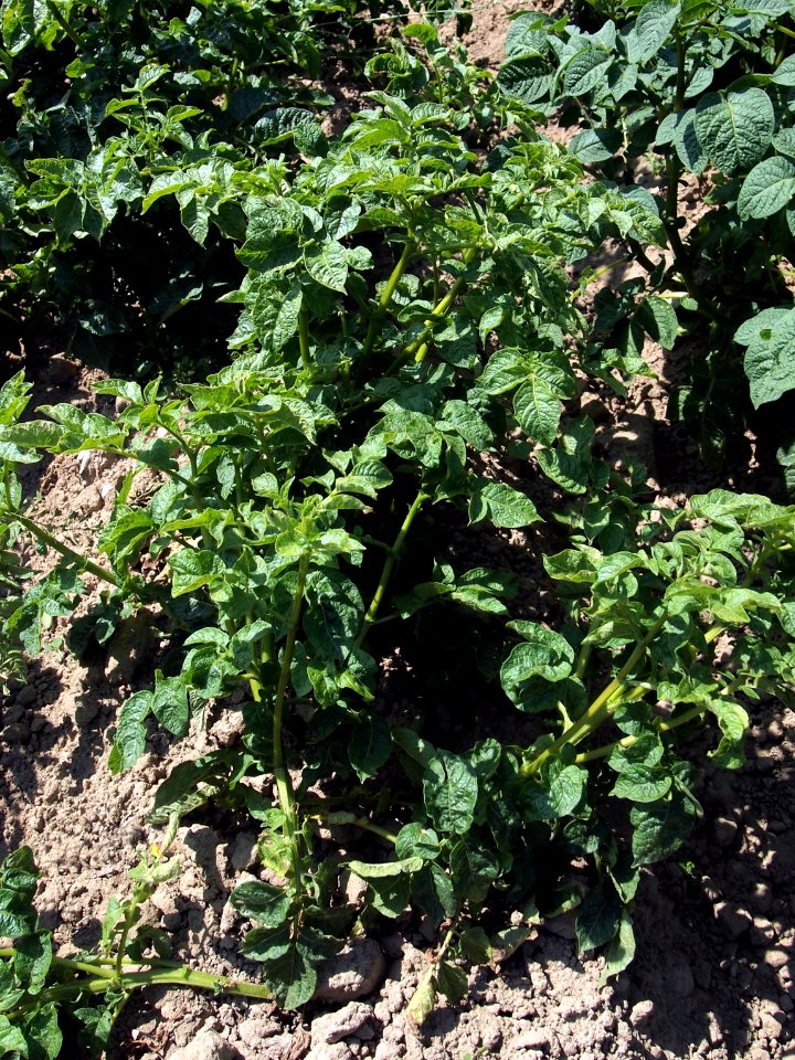 Solanum tuberosum Edelgard