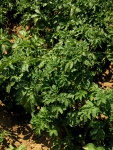 Solanum tuberosum Dos Color (03)