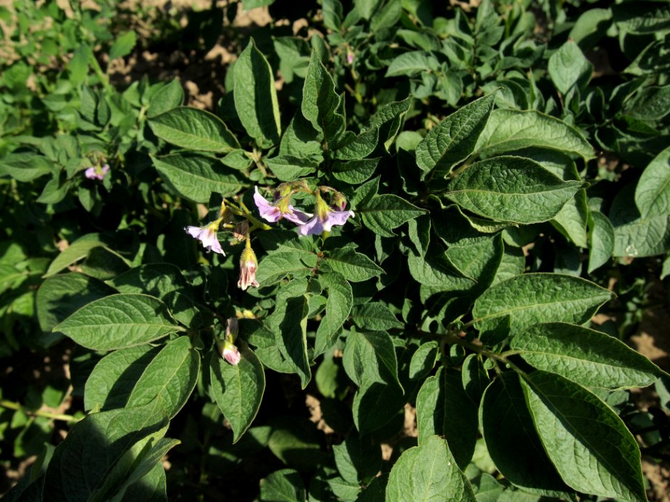 Solanum tuberosum Ciclame (02)