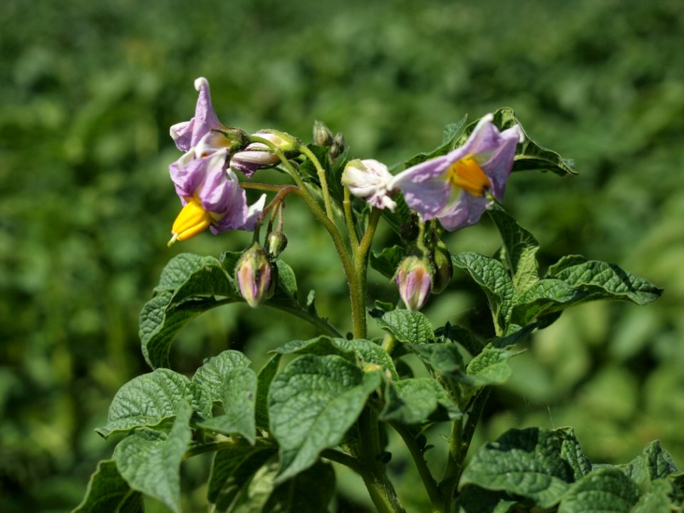 Solanum tuberosum Jubel
