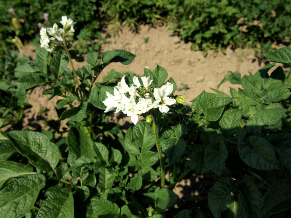 Solanum tuberosum Duke of York