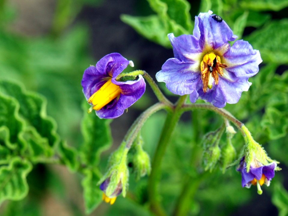Solanum tuberosum Lima (04)