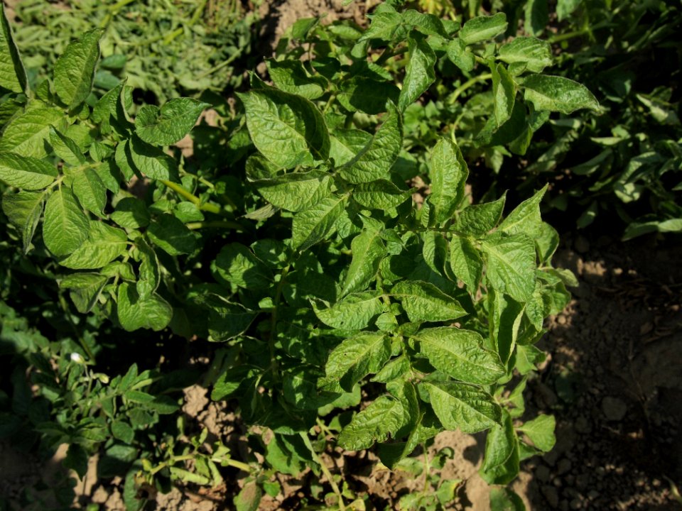 Solanum tuberosum Mayan Queen (02)