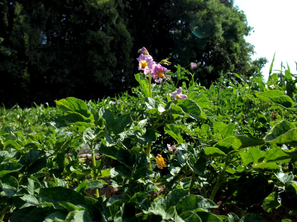 Solanum tuberosum Linzer Rose (04)
