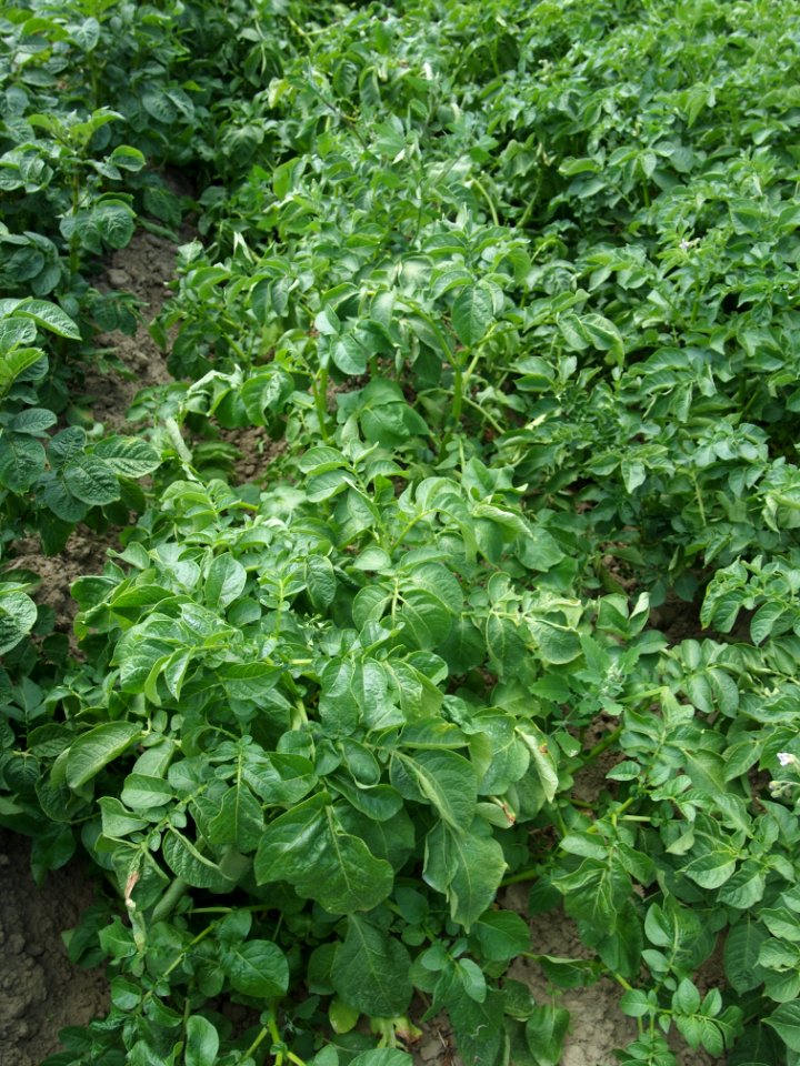 Solanum tuberosum Linzer Delikatess