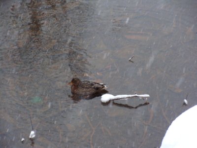 Solvychegodsk 10.01.2011 (19)