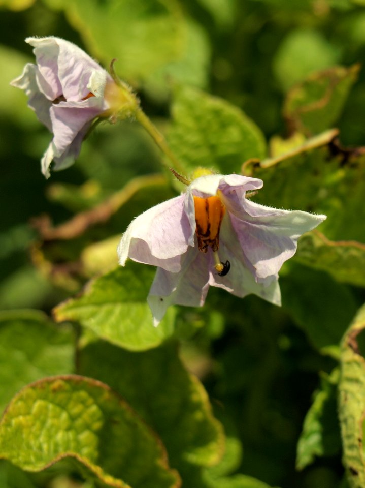 Solanum tuberosum Linzer Speise (05)