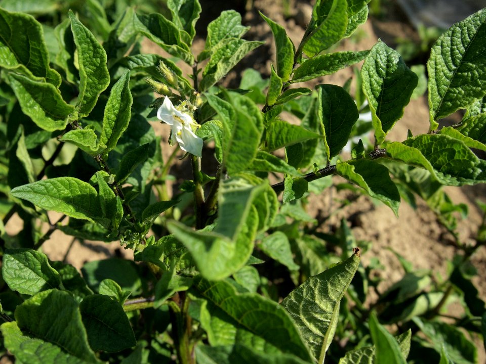 Solanum tuberosum Oldenburger Blaue (03)
