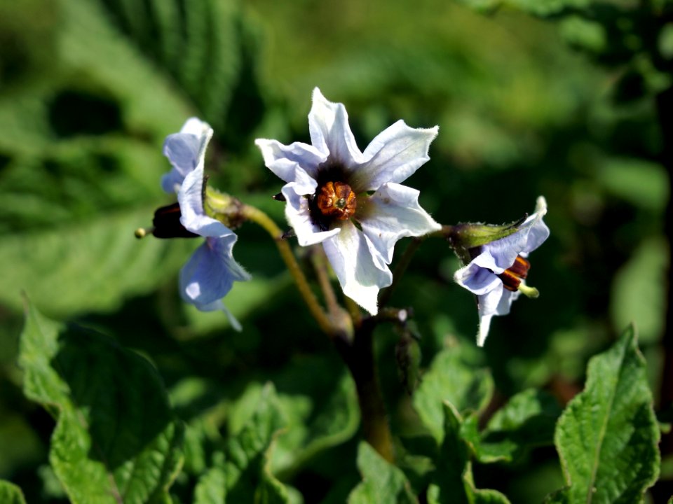 Solanum tuberosum Peruanische Blaue (04)