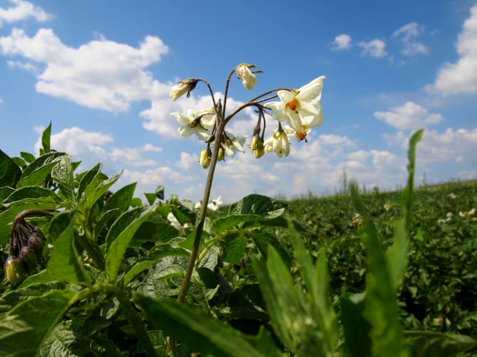 Solanum tuberosum Puikula (03)