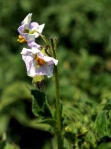 Solanum tuberosum Reichskanzler (04)