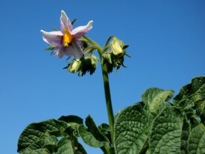 Solanum tuberosum Bojar (04)