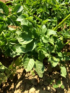 Solanum tuberosum Reichskanzler (02)