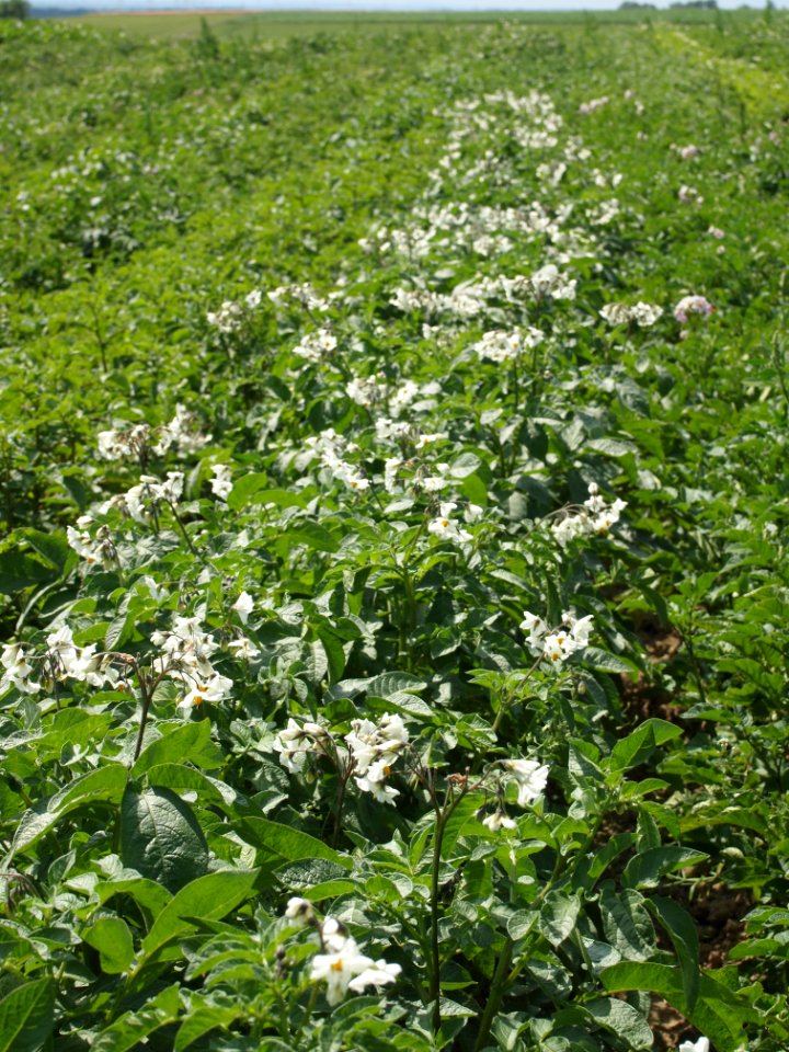 Solanum tuberosum Puikula (06)