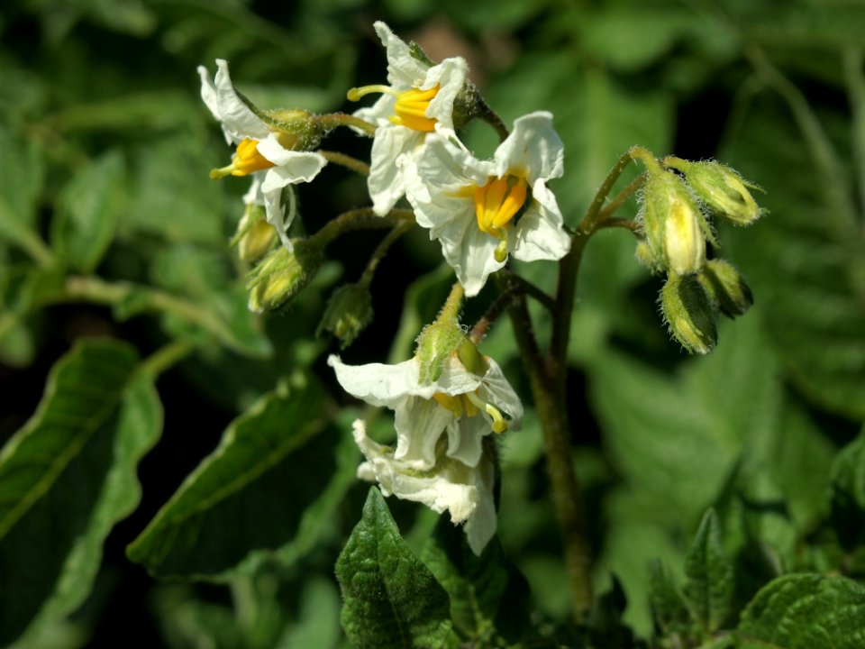 Solanum tuberosum Mr. Bresee (04)