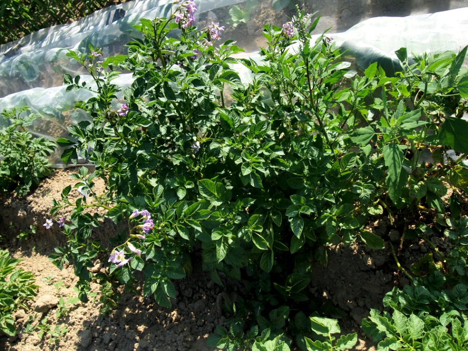 Solanum tuberosum MP 8414420