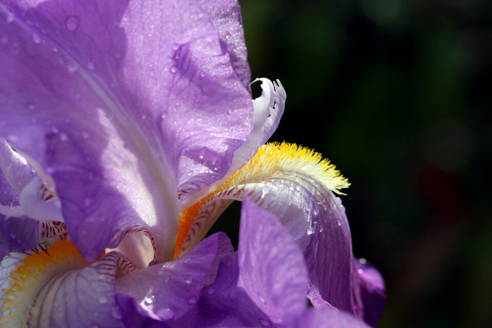 A garden plant macro garden