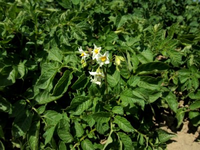 Solanum tuberosum Mr. Bresee (03)