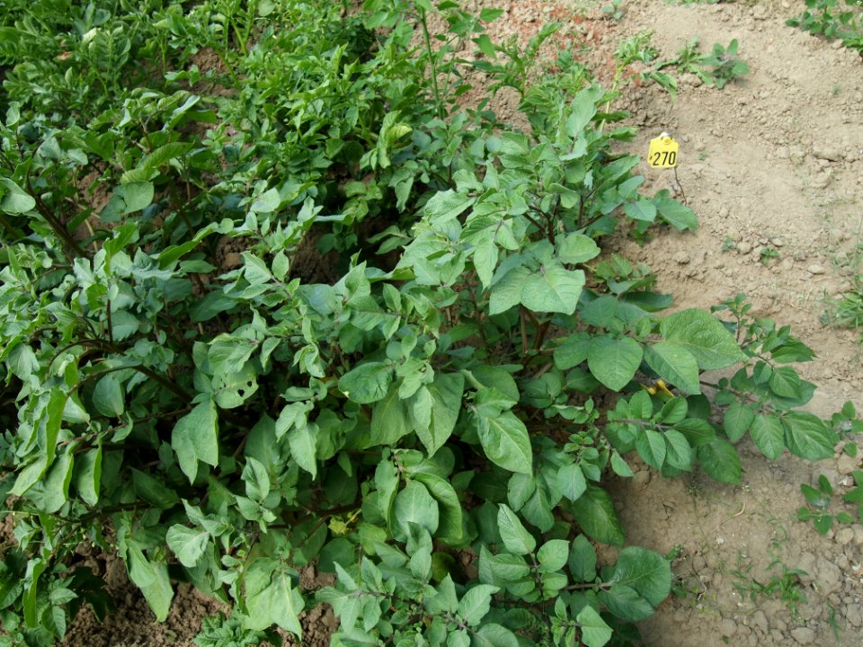 Solanum tuberosum Cheyenne
