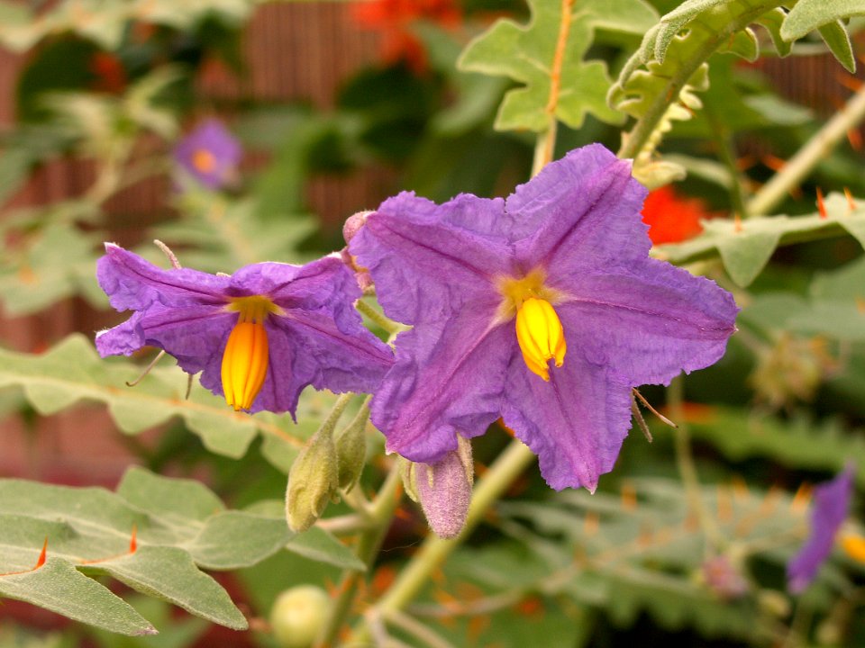 Solanum pyracanthos, Phipps Conservatory, 2015-10-01, 01