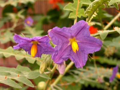 Solanum pyracanthos, Phipps Conservatory, 2015-10-01, 01