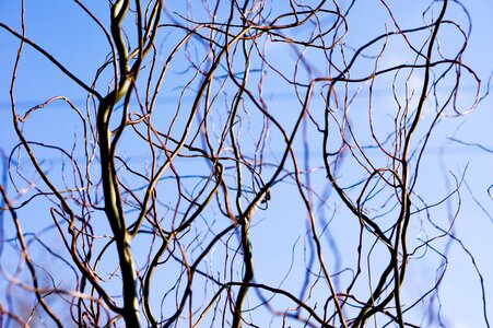 Nature growth stem