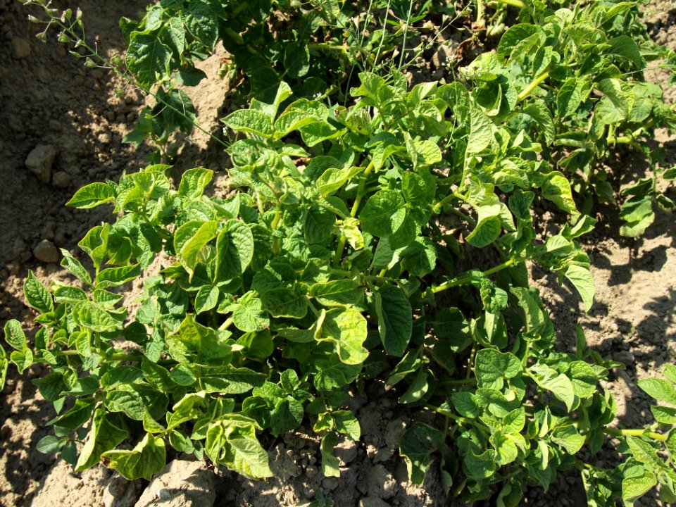 Solanum tuberosum Berlichingen