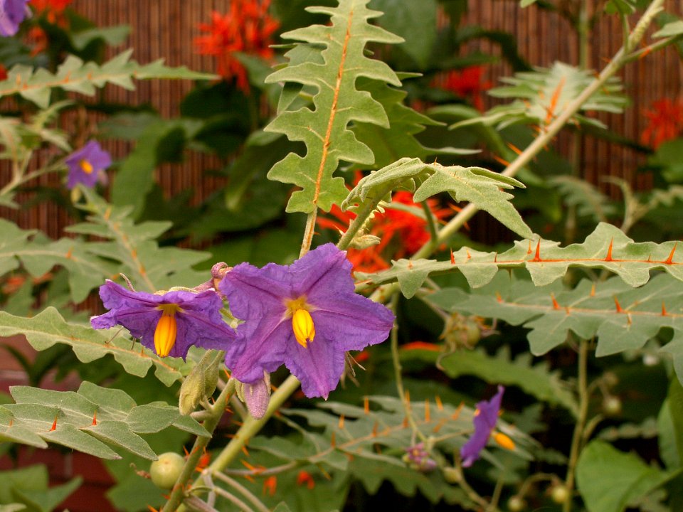 Solanum pyracanthos, Phipps Conservatory, 2015-10-01, 02