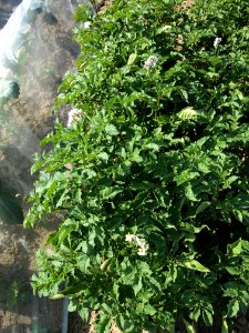 Solanum tuberosum Ajanhuiri