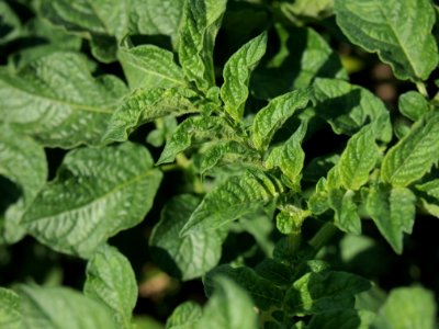 Solanum tuberosum Tennaer (03)