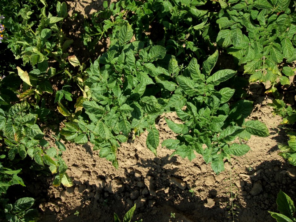 Solanum tuberosum Blue Congo (02)