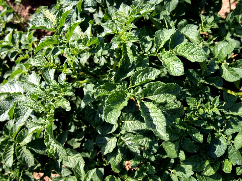 Solanum tuberosum Tennaer